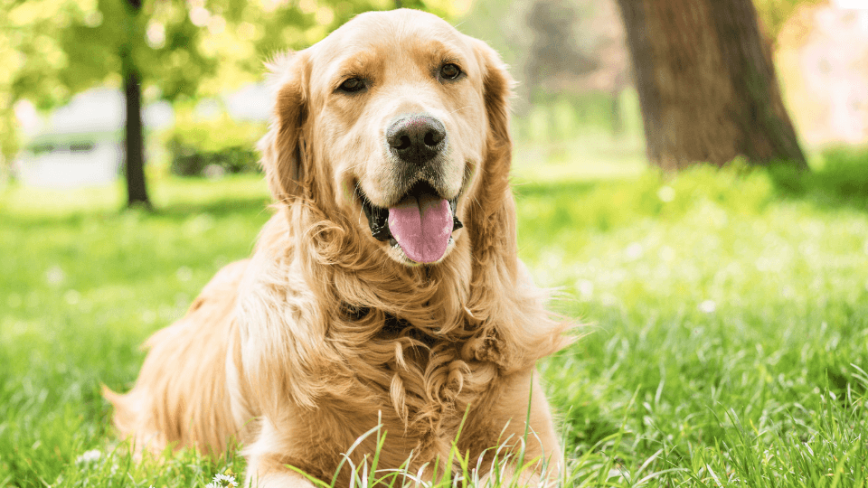 golden retriever resting in grass
