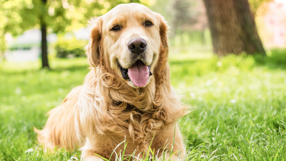 Is a Golden Retriever the right dog for you and your family? Find out more about the Golden Retriever breed, including their temperament, care requirements, trainability, and more.