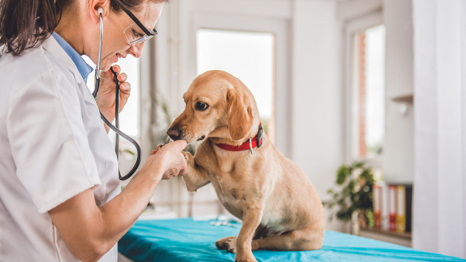 vet treating dog in home