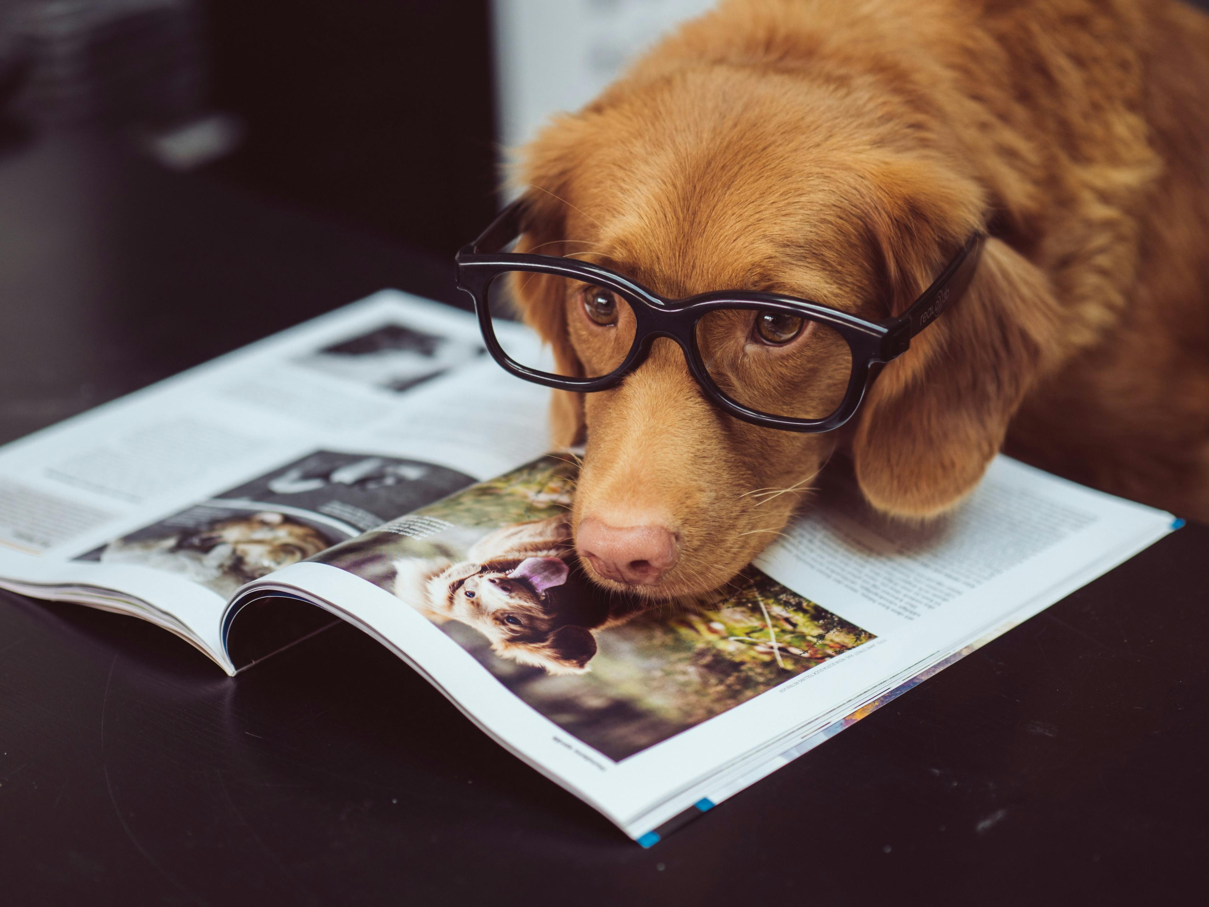 A well-informed dog reads a magazine.