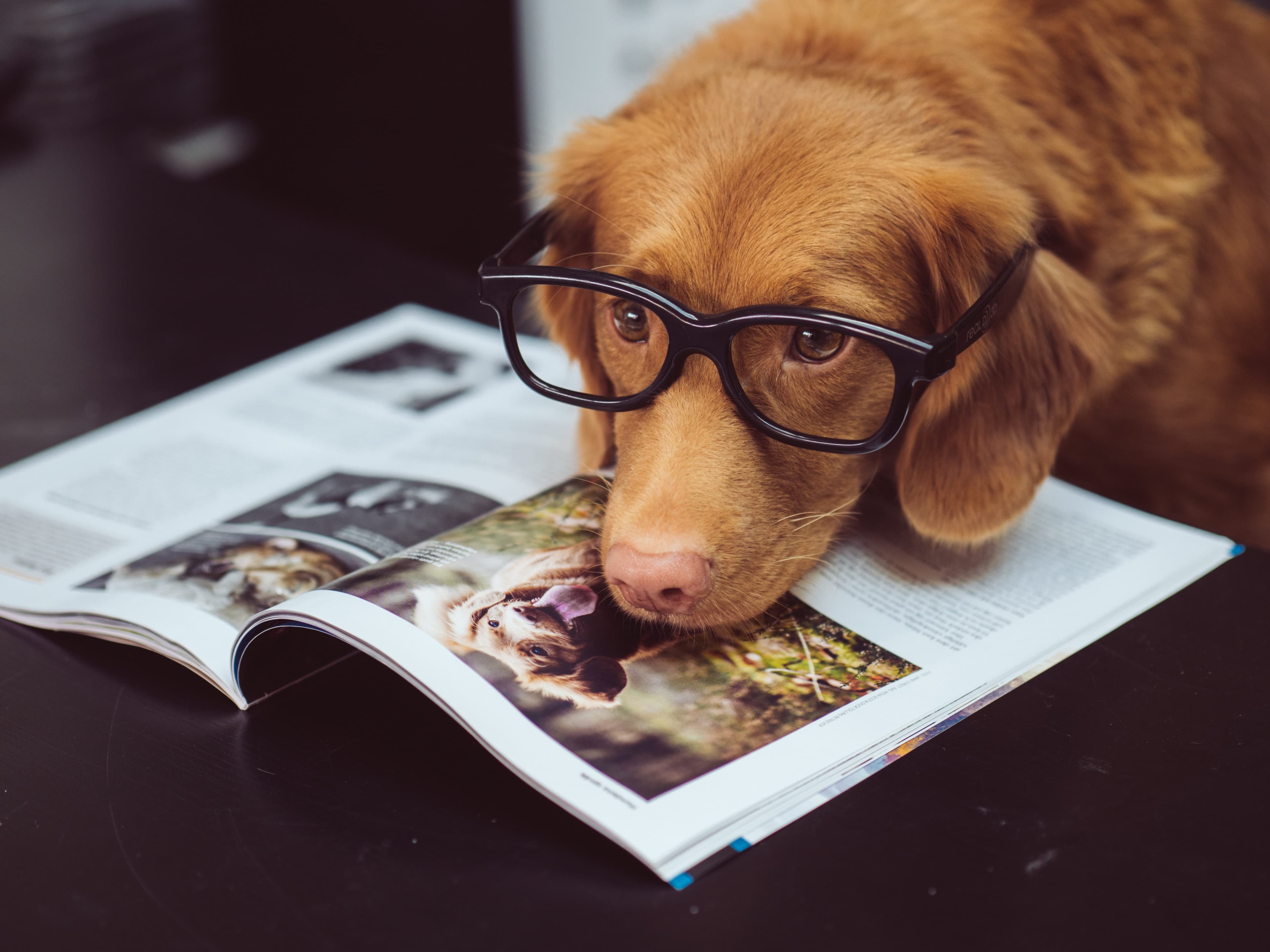 A well-informed dog reads a magazine.