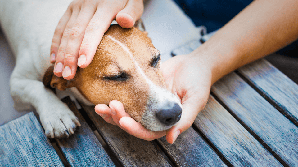 Dog in distress with head being held