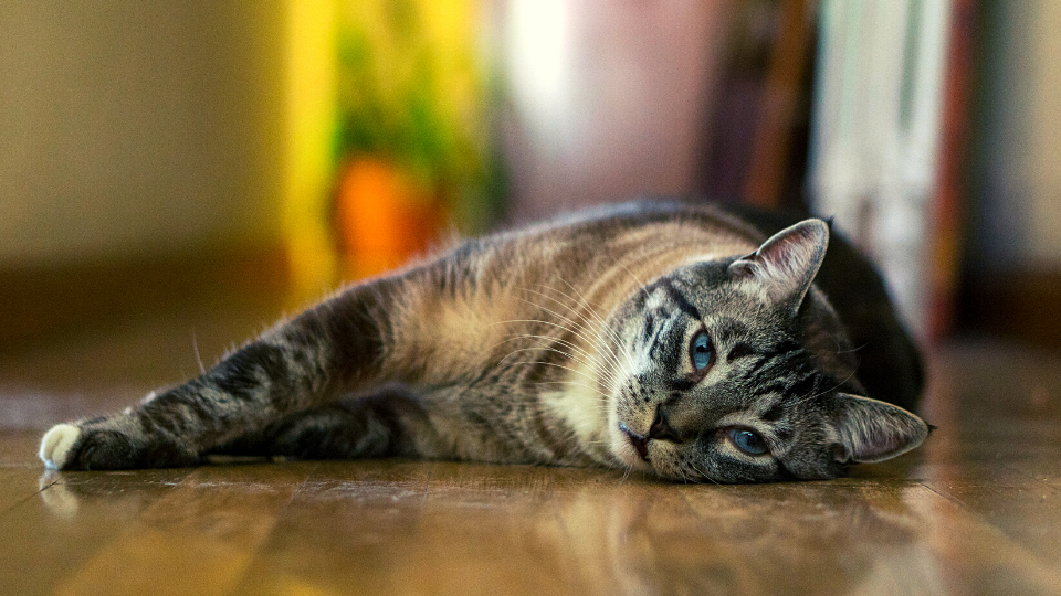 Cat with blue eyes lying on the ground