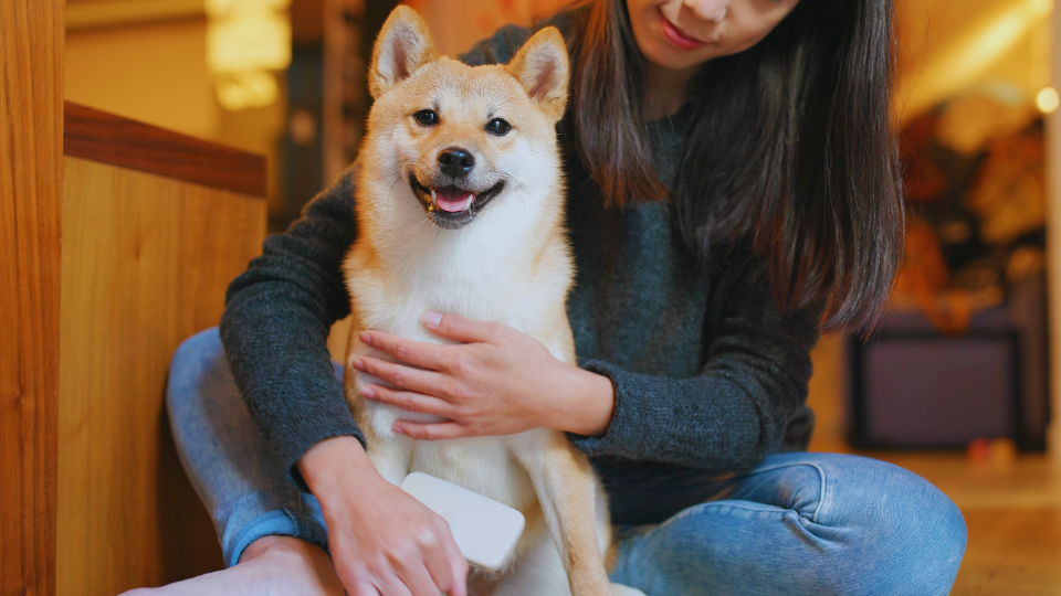 Is a Shiba Inu the right fit for you? Learn more about this breed, including personality traits, physical characteristics, trainability, common health issues, and more.