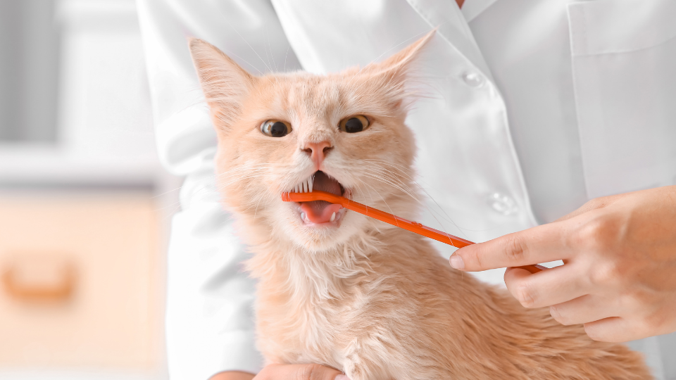 vet brushing cats teeth