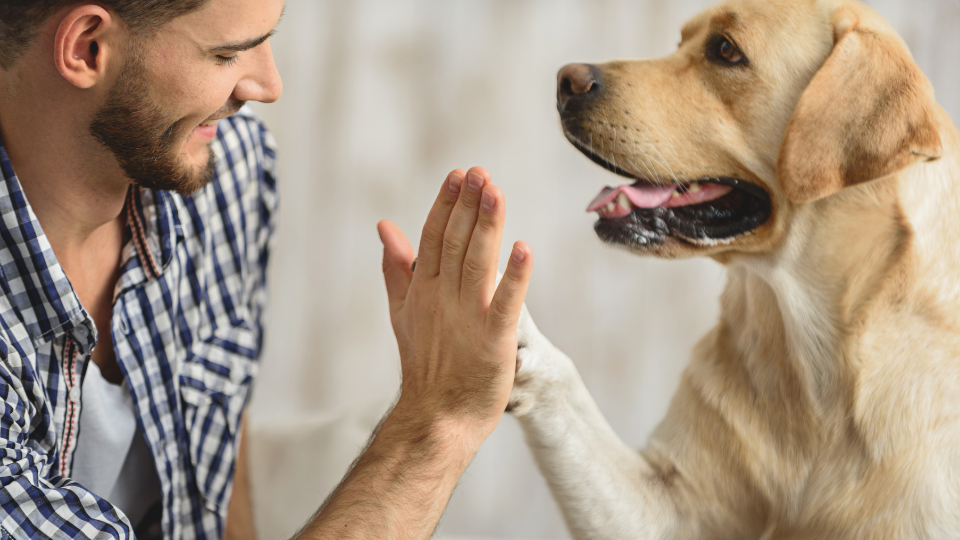 Man giving high five to yellow Labrador Retriever