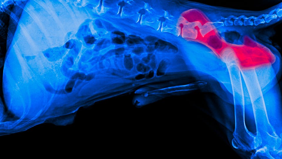 X-ray of Hip Dysplasia in Dog