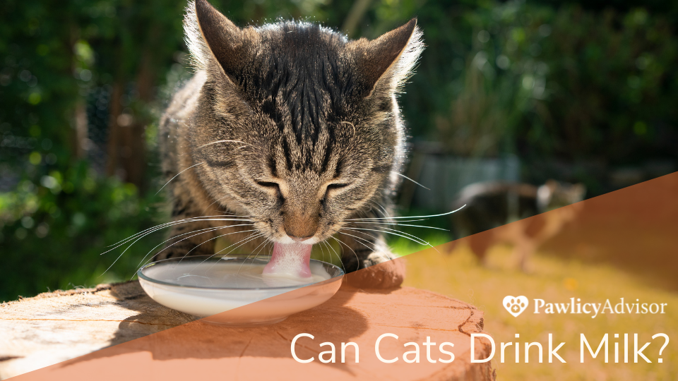 Cat drinking milk from a bowl outside