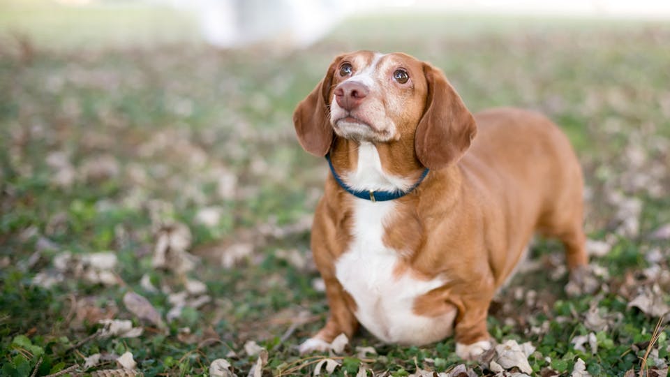 Cushing's disease is a condition that affects older dogs and can be serious if left untreated. Learn more about Cushing’s disease symptoms, treatment, and how to save on costs. 
