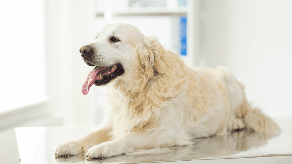 happy golden retriever at the vet