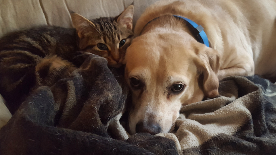 cold dog and cat