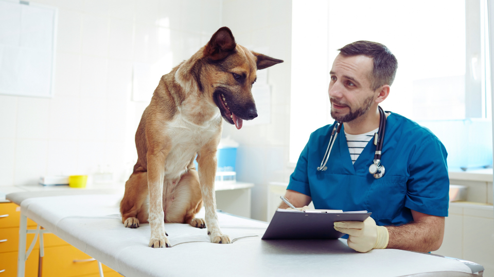 Dog and vet looking at medical chart