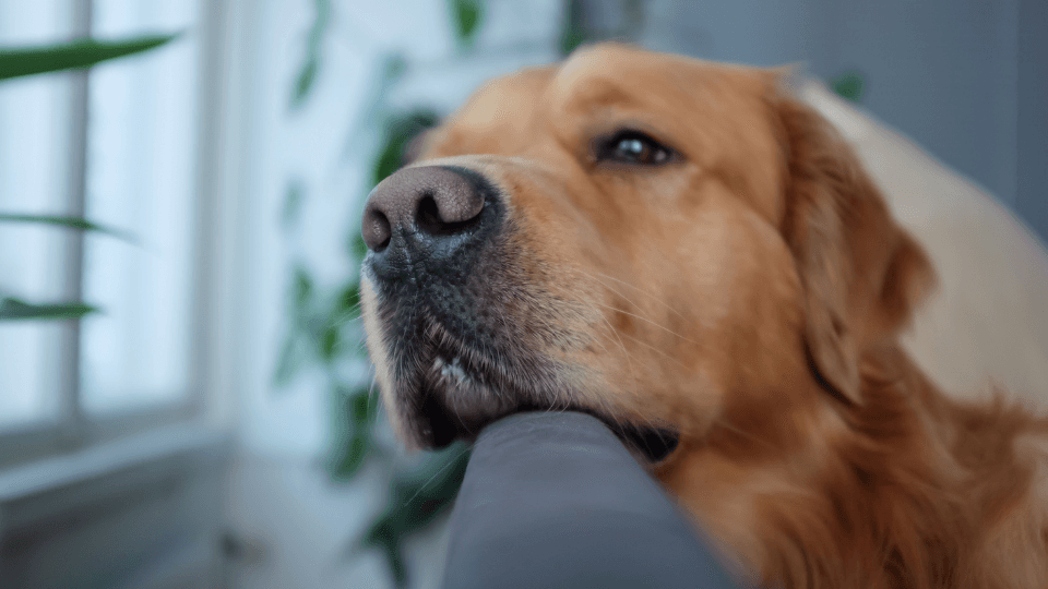 Golden Retriever has dry nose