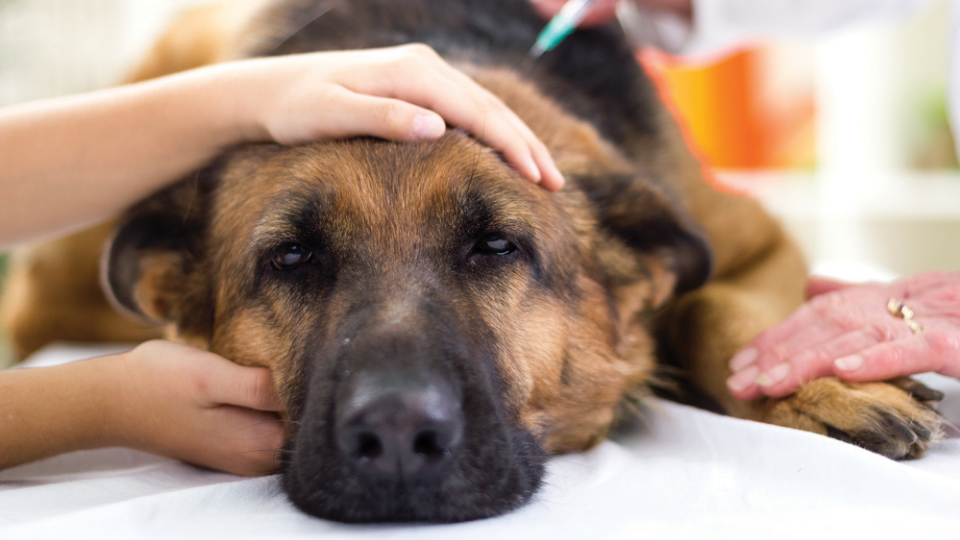 What is Heartworm disease and what causes it in dogs? Find out everything you need to know to keep your pup healthy and heartworm-free.