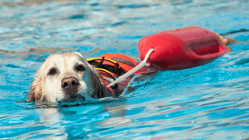 Rescue dog swimming in water