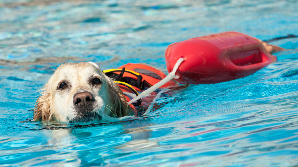 Rescue dog swimming in water