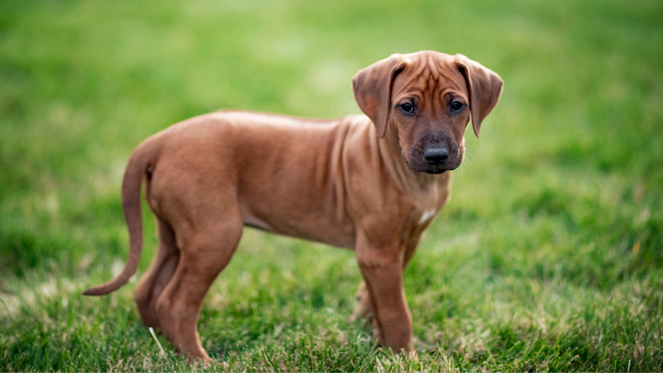 profile of rhodesian ridgeback puppy