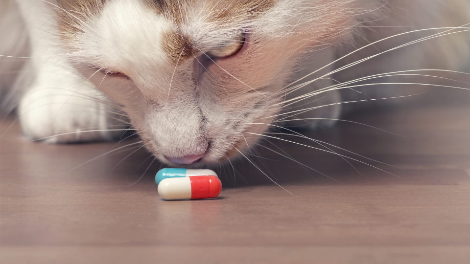 Cat looking at pill capsules on the floor