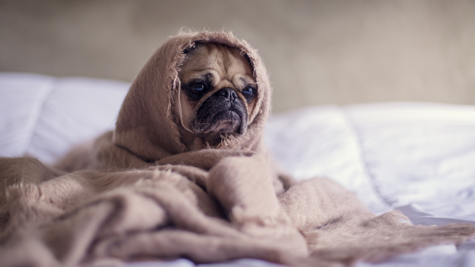pug with pre-existing condition wrapped in a blanket