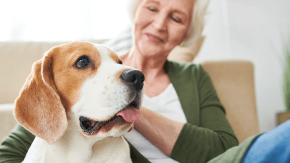 Old Beagle dog sitting next to senior woman