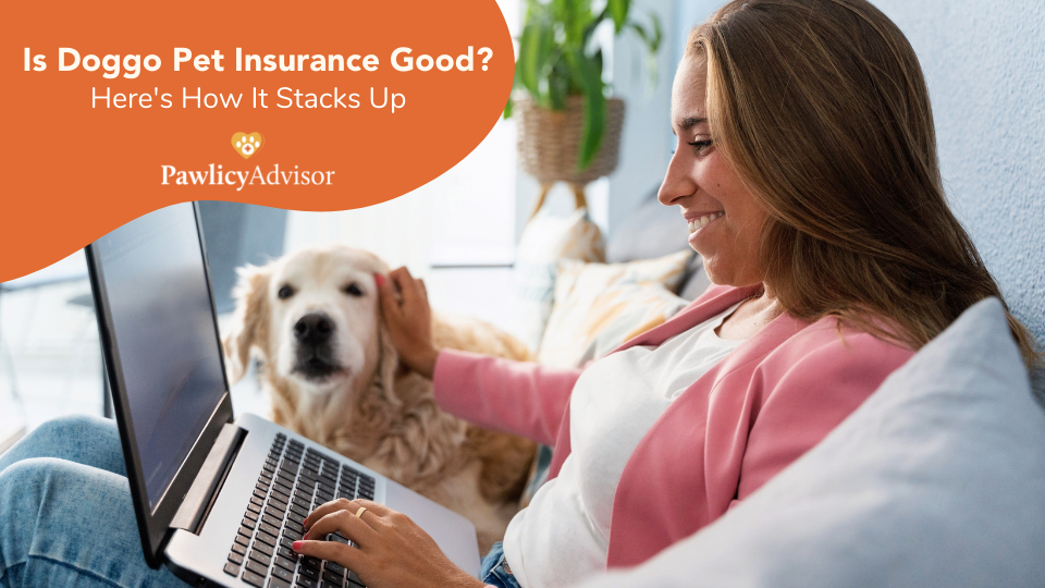 Read our Doggo Pet Insurance review to learn how this company compares to other top providers and see if it’s a good fit for your pet’s needs.