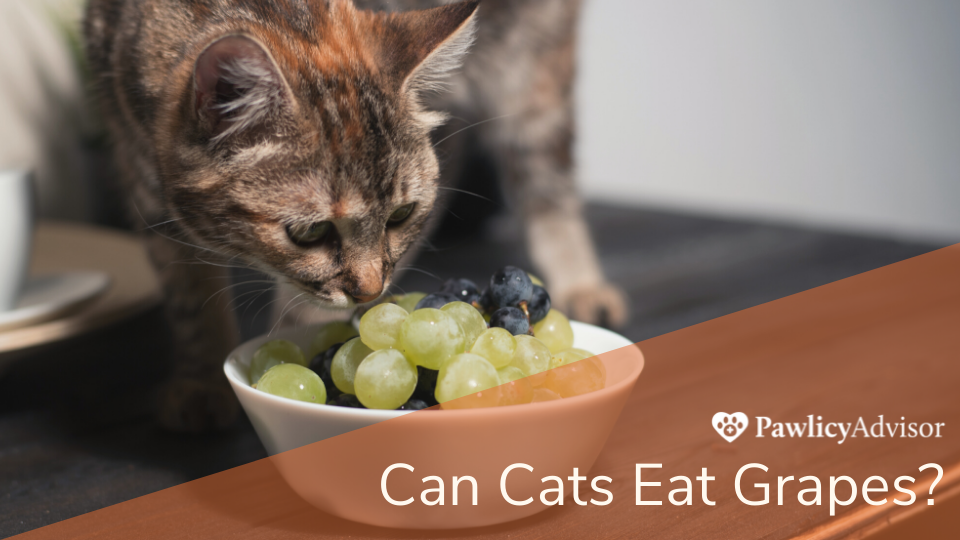 Cat staring at a bowl of grapes