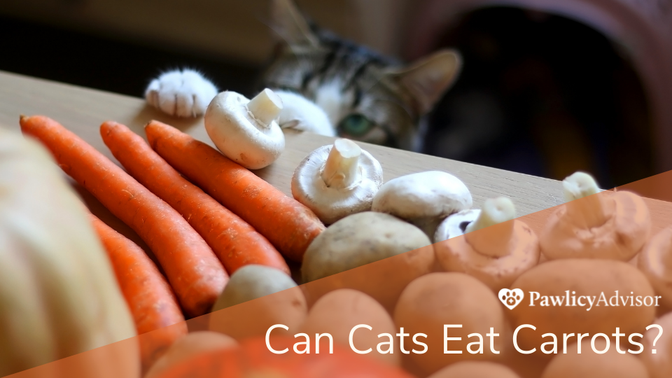 Carrots are among the veggies that cats will eat, especially if they're cooked. However, as with other human foods, there are certain things cat parents should be careful of.