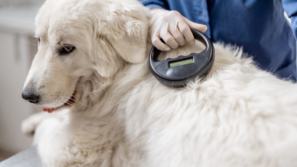 Microchipping your pet is the best way to increase your chances of reuniting with them if they get lost. Learn how much these devices cost for greater peace of mind.