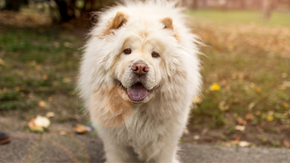 If you're wondering "How big do Chow Chows get?", veterinarian Dr. Batiari answers FAQs on the breed's size and growth rate in this comprehensive guide. Use our Chow Chow size chart to track your pup's healthy development.