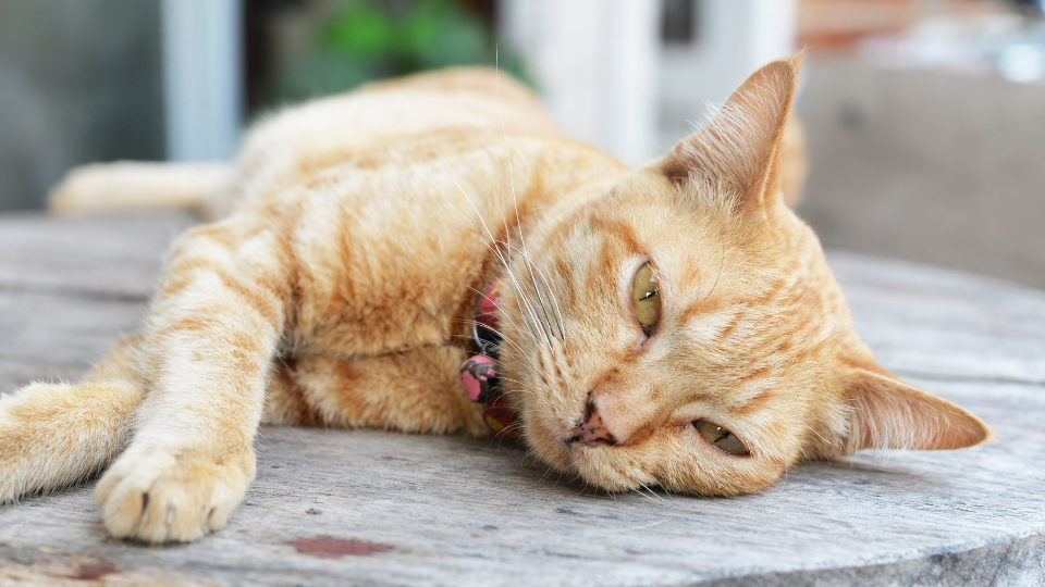 Orange cat with FIV lying outside
