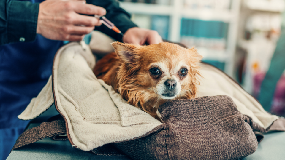 Dogs can suffer from a number of serious diseases like canine distemper and parvo. Vaccinating your pet is one of the easiest ways to prevent this from happening.