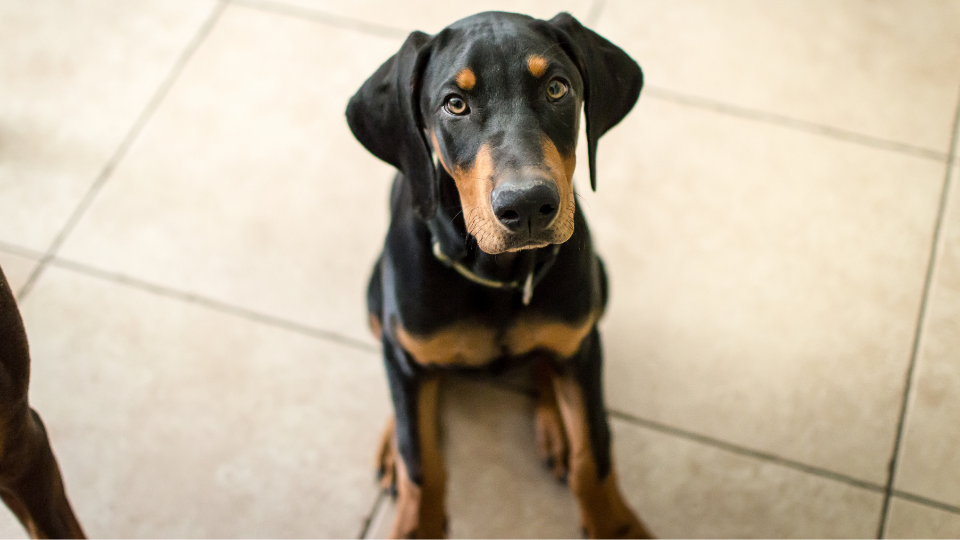 Wondering how big is a Doberman Pinscher, or when will they stop growing? Use our growth chart to predict your Doberman's size by weight throughout each stage in their development.
