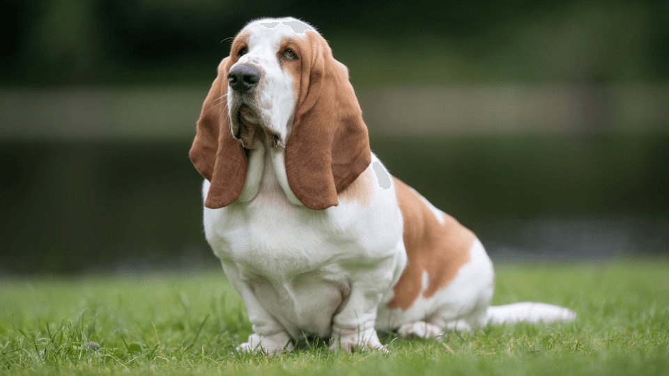 Basset Hound profile of sitting dog