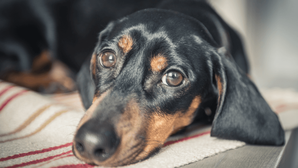 Dachshund puppy looking at camera