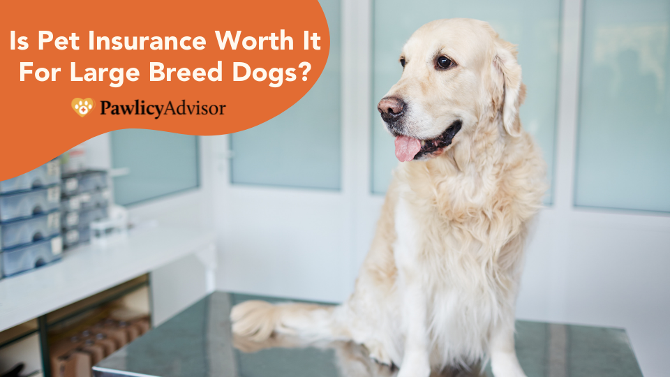 Large dogs often lead to large vet bills. Pet insurance offers financial protection against unexpected costs, so your loved one never has to go without care.