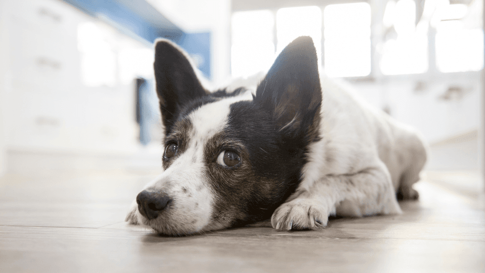 Small dog lying on the floor inside