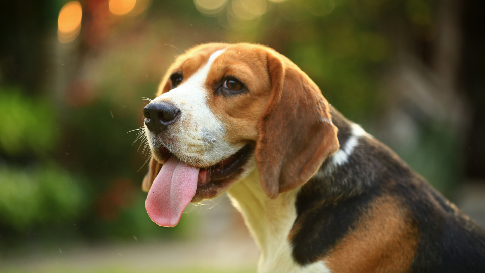 Beagle dog panting