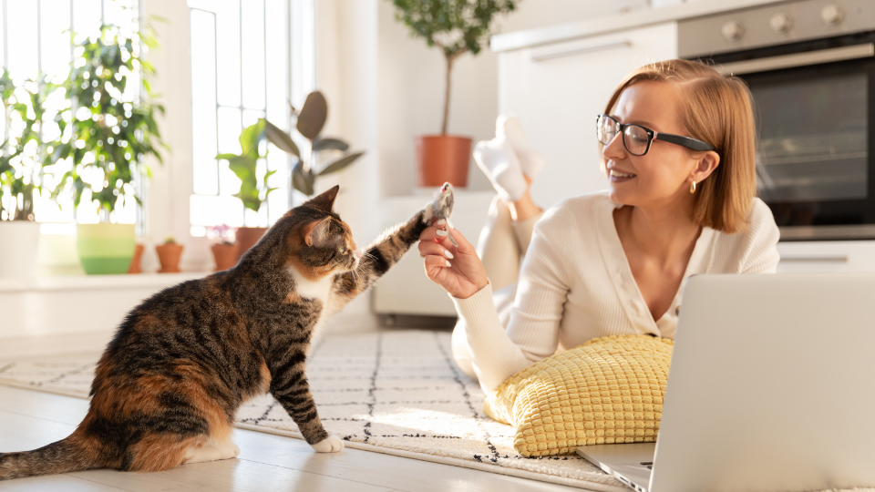 The best time to buy cat insurance is when your pet is young and healthy. You can get a lower rate and ensure more of your cat’s health issues are covered as they age.