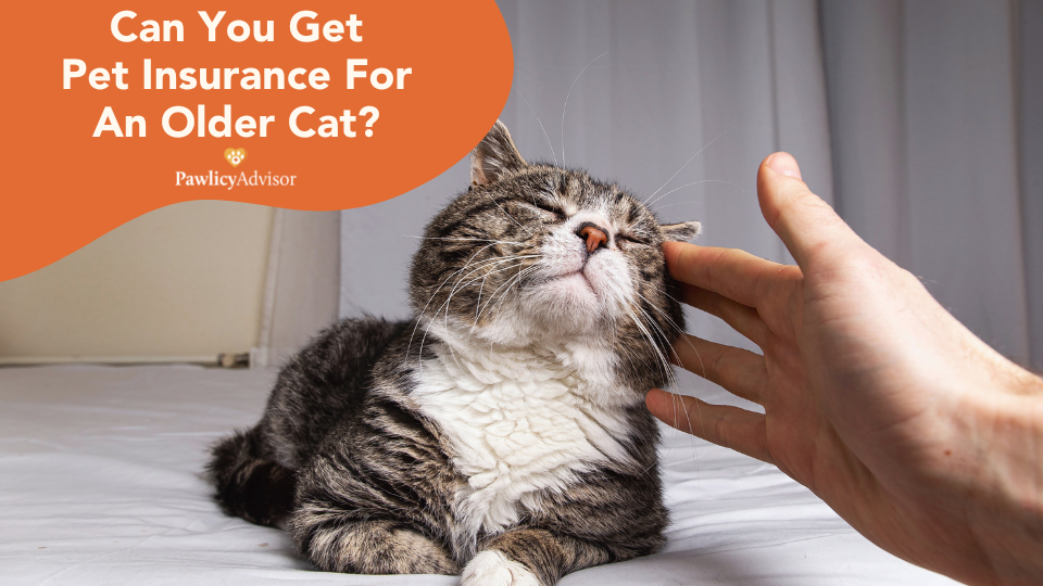 a blog hero image about pet insurance for older cats
