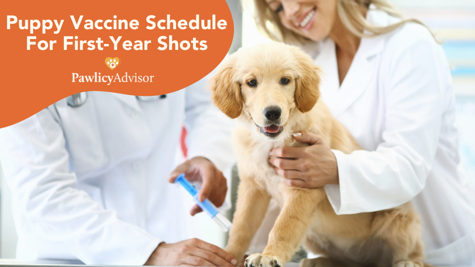 Wondering what shots puppies need? Veterinarian Dr. Walther recommends this puppy vaccine schedule to prevent disease in your new pet.