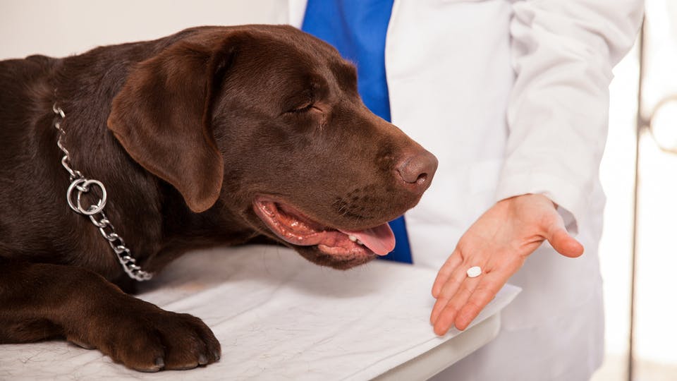female veterinarian giving a pill to a brown labrador in a clinic