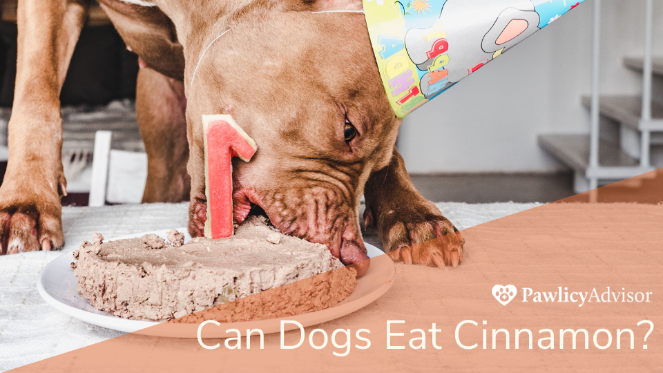 Dog in birthday hat eating cinnamon cake