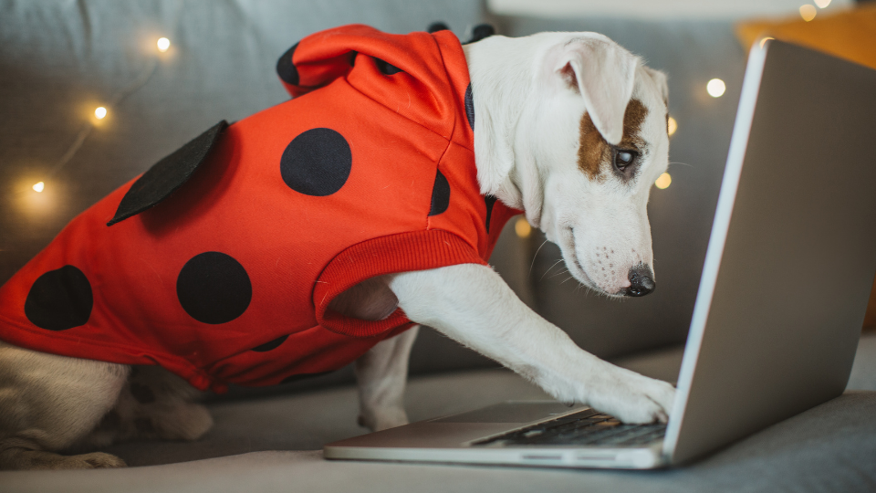 dog ladybug costume