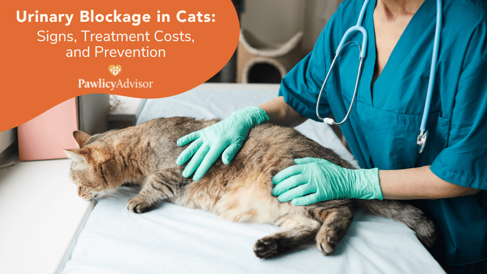 Urinary Blockage In Cats Signs, Treatment Costs & Prevention Pawlicy