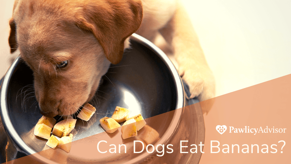 A closer look at Can-Dogs-Eat-Ripe-Banana-Chew-Toys