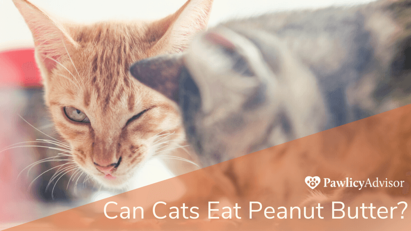 Can cats eat peanut butter reddit Clearance