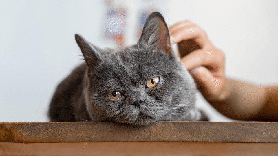 Constipation In Cats Causes Symptoms Treatment Pawlicy Advisor Constipation in cats causes symptoms treatment pawlicy advisor