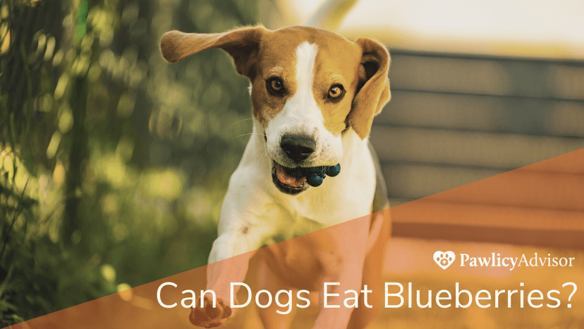 Are blueberries bad for dogs Clearance