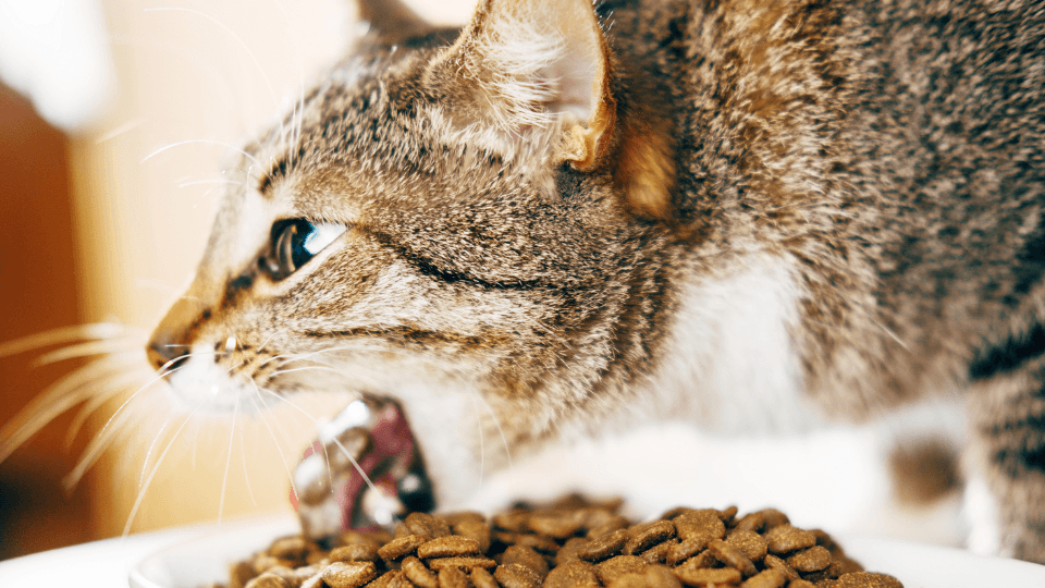 Why Is My Cat Throwing Up And What Can I Do To Help Pawlicy Advisor why-is-my-cat-throwing-up-and-what-can-i-do-to-help-pawlicy-advisor