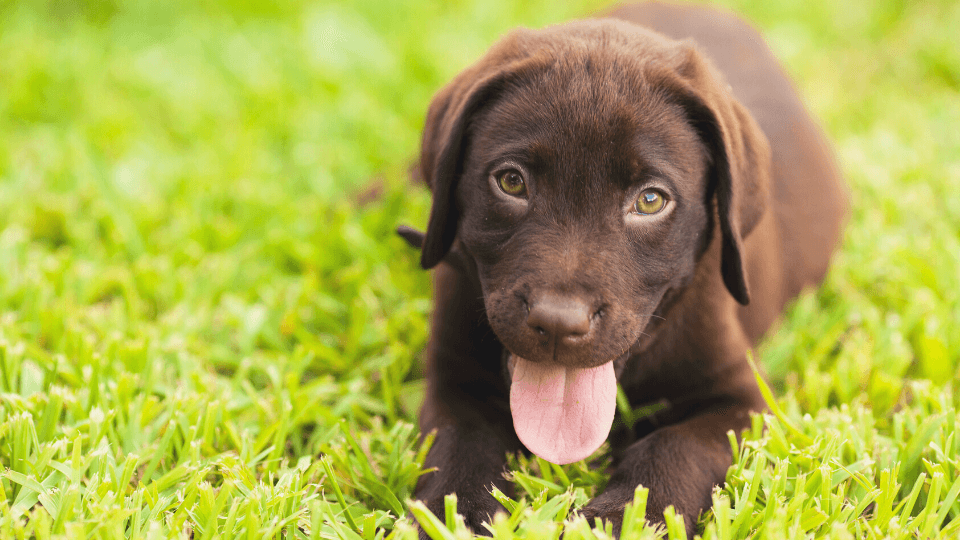 Labrador Retriever Growth & Weight Chart: Everything You Need To Know ...